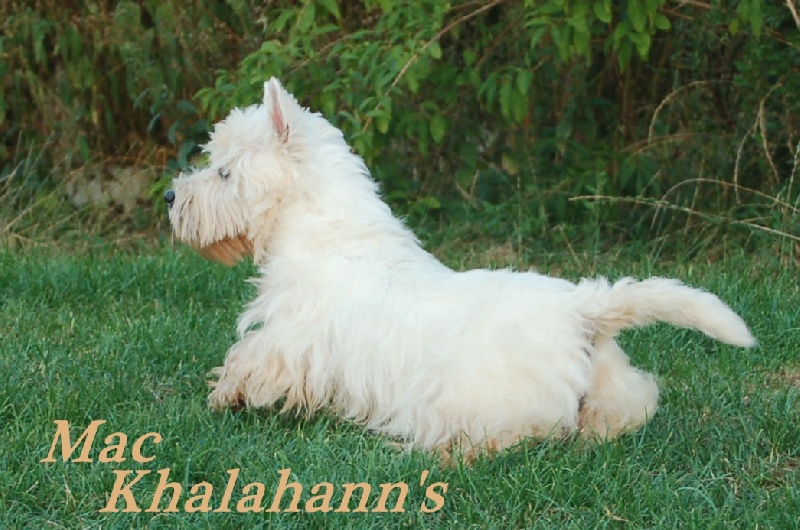 Publication : Mac Khalahann's Auteur : Mac Khalahann