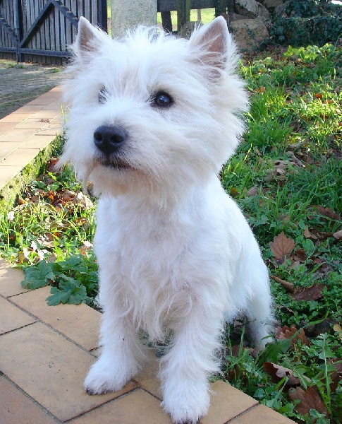 Publication : Mac Khalahann's Auteur : Mac Khalahann