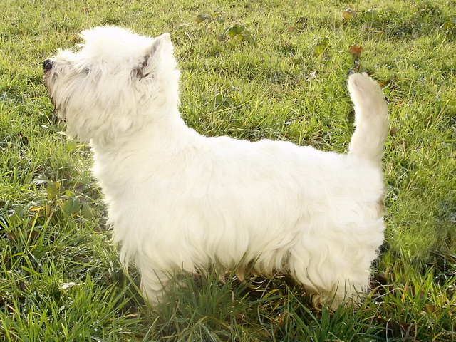 Publication : Mac Khalahann's