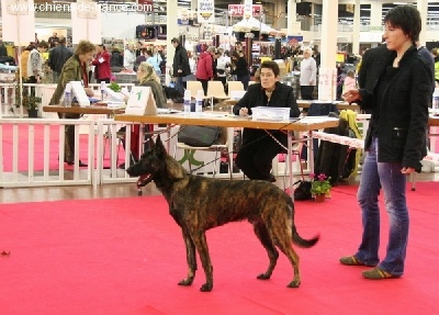 Mac Khalahann's 's crazy boy - Classe Puppy mâle - Prometteur