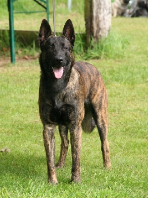 Mac Khalahann's 's crazy boy - 1er EXCELLENT - CJM