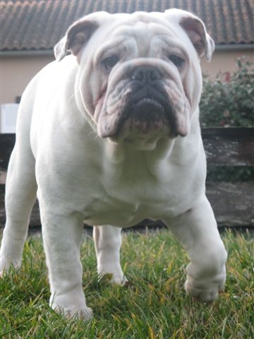 Einstein's génius of Richard Croze