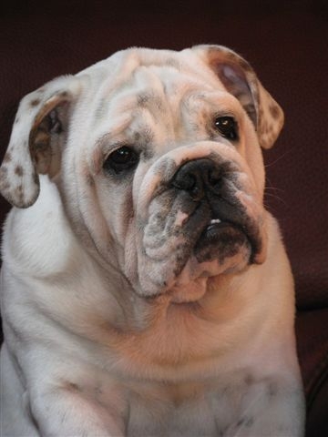 Einstein's génius of Richard Croze