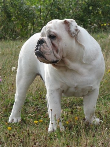 Einstein's génius of Richard Croze