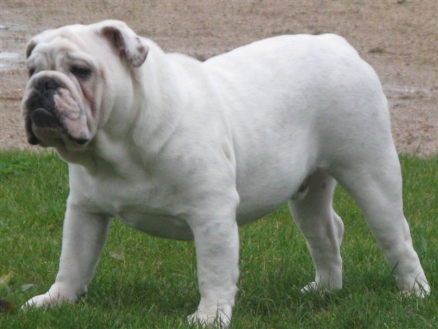 Einstein's génius of Richard Croze