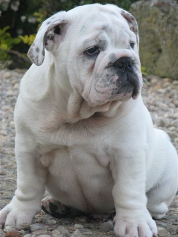 Einstein's génius of Richard Croze