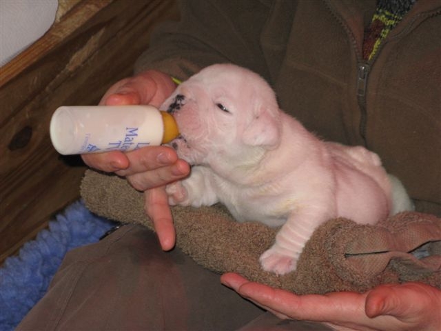 Einstein's génius of Richard Croze