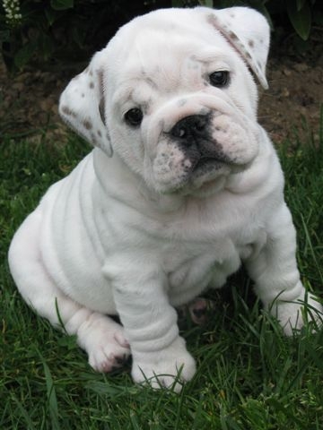 Einstein's génius of Richard Croze