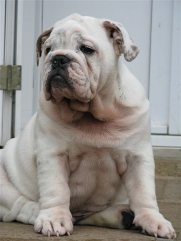 Einstein's génius of Richard Croze