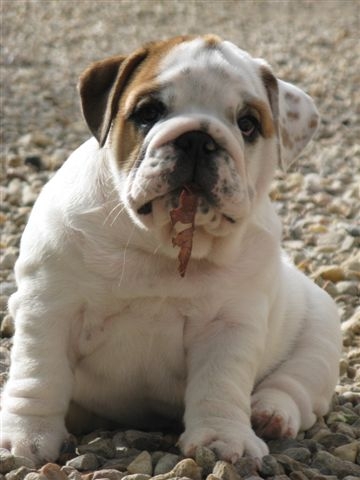 Eming Way of Richard Croze