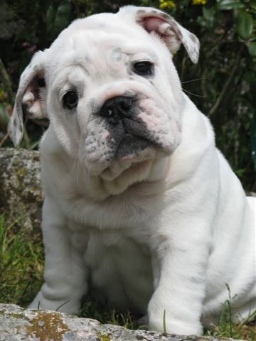 Einstein's génius of Richard Croze