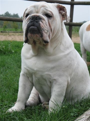 Einstein's génius of Richard Croze