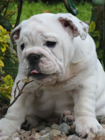 Einstein's génius of Richard Croze