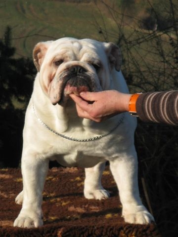 Einstein's génius of Richard Croze