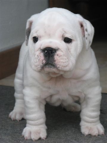 Einstein's génius of Richard Croze