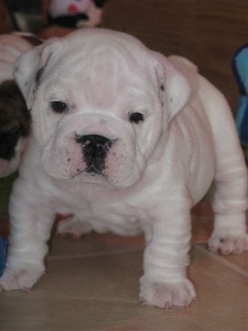 Einstein's génius of Richard Croze