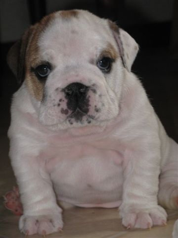 Eming Way of Richard Croze