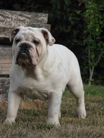 Einstein's génius of Richard Croze