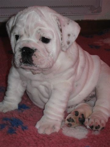 Einstein's génius of Richard Croze