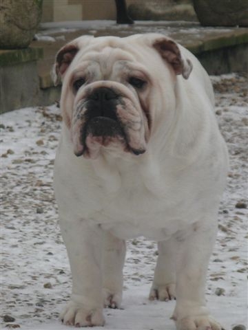 Einstein's génius of Richard Croze