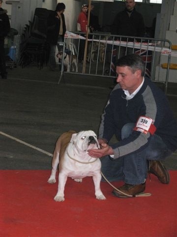 Vanille du corset noir - 1 ére excellente CACIB CACS MEILLEUR DE RACE