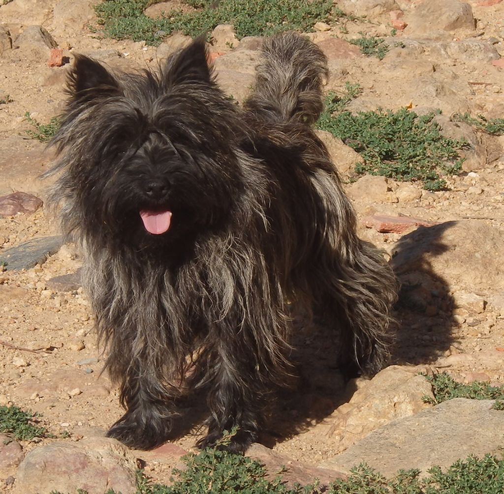 Ollie du mas du zouave