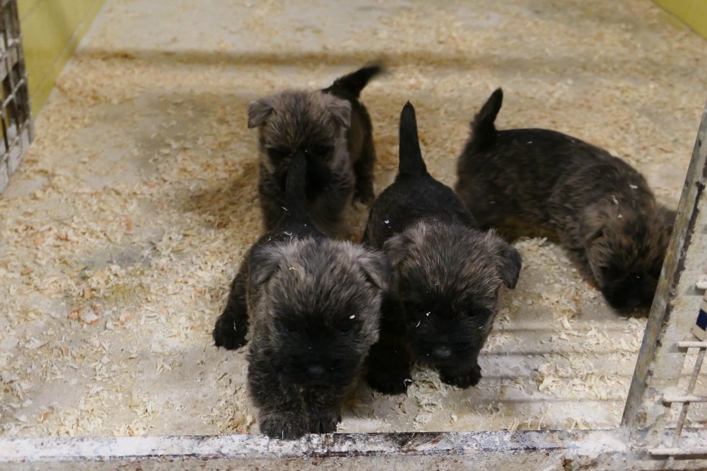 Cairn Terrier - De la paix retrouvee