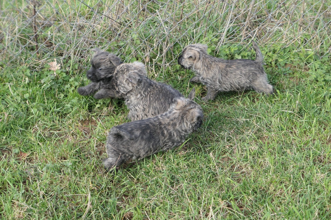 Cairn Terrier - De la paix retrouvee