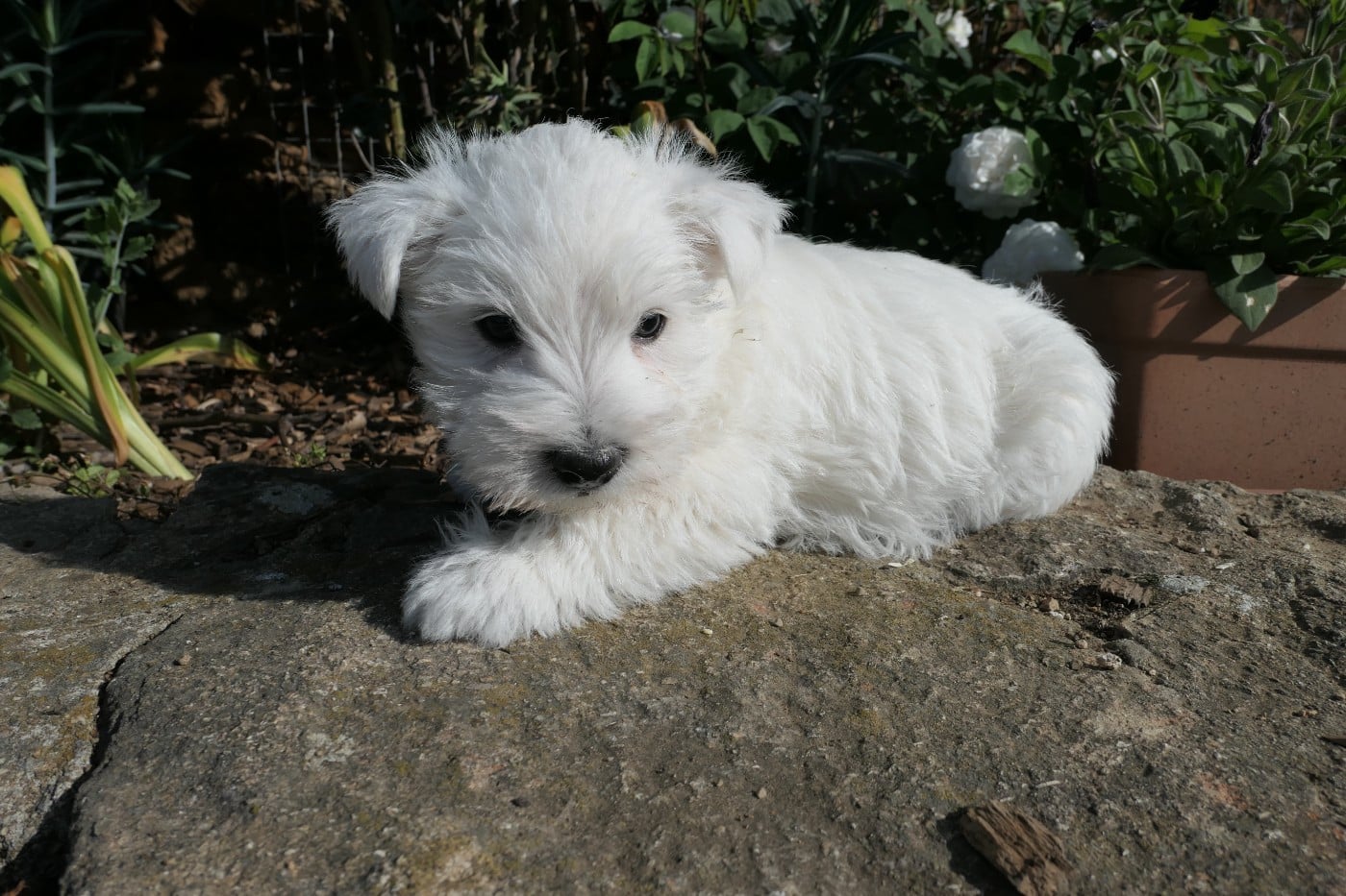 West Highland White Terrier - De la paix retrouvee