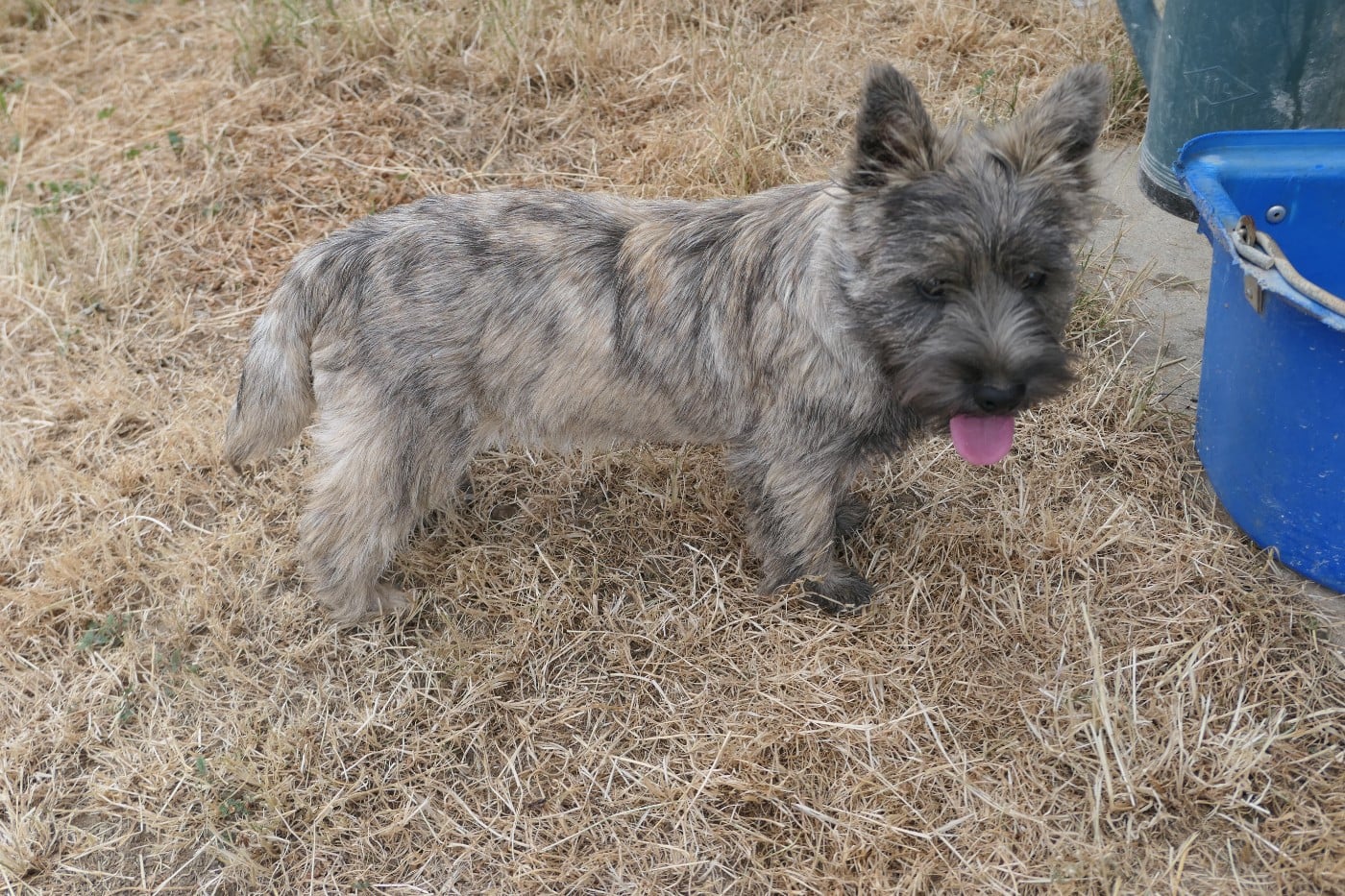 Cairn Terrier - De la paix retrouvee