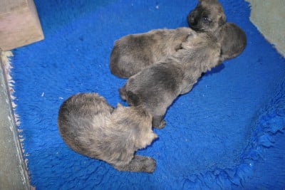 Les chiots de Cairn Terrier