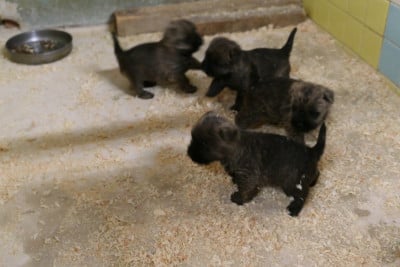Les chiots de Cairn Terrier