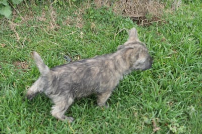 Les chiots de Cairn Terrier