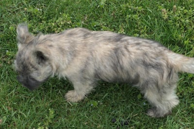 Les chiots de Cairn Terrier