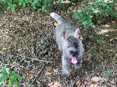 Les chiots de Cairn Terrier