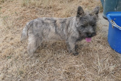 Les chiots de Cairn Terrier