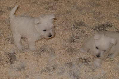 Les chiots de West Highland White Terrier