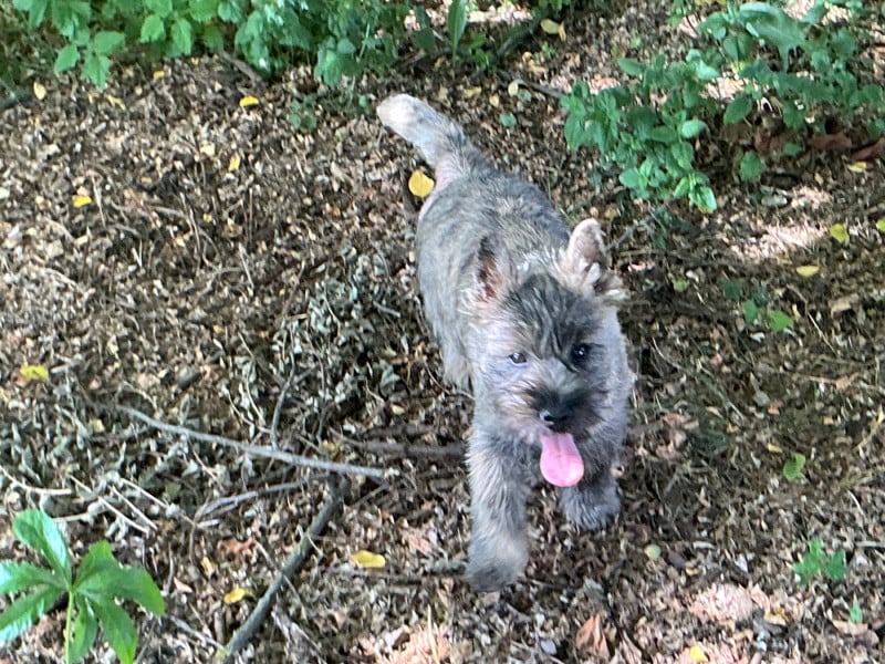 Cairn Terrier - De la paix retrouvee