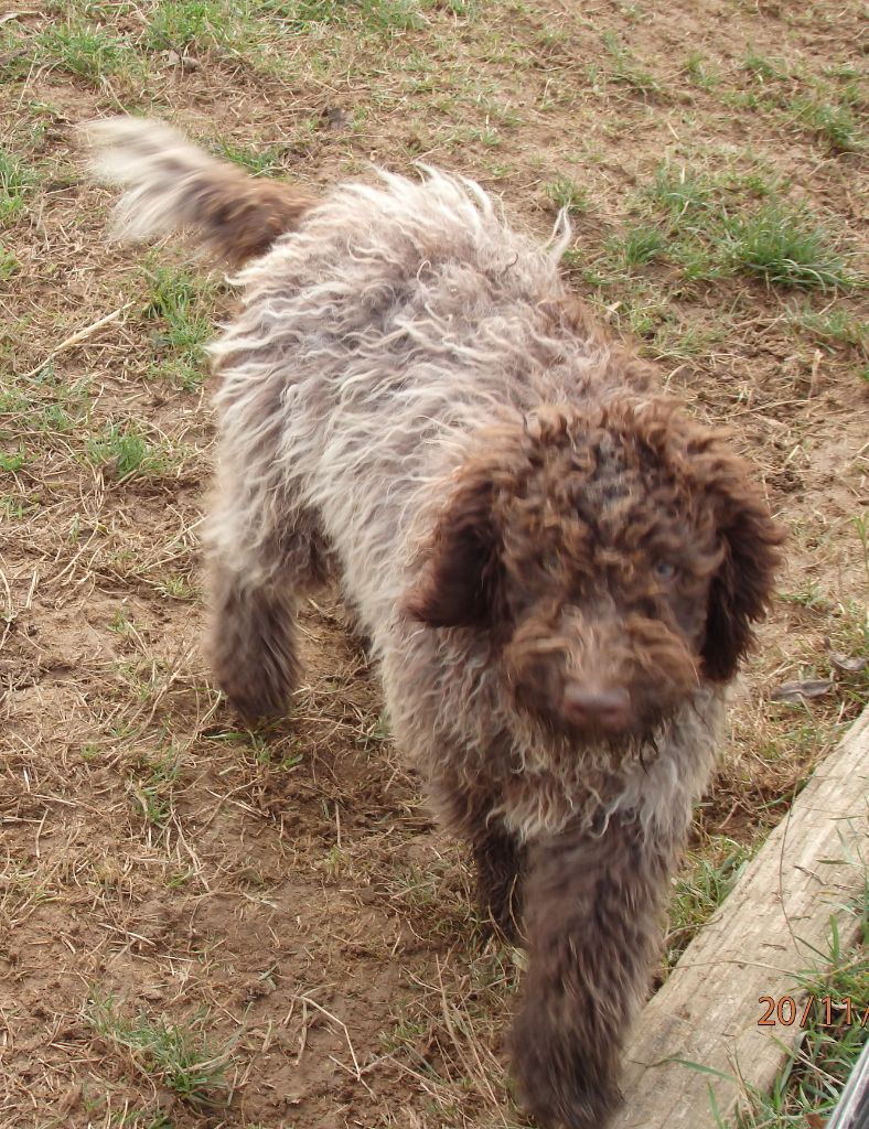 chiot Lagotto Romagnolo De la paix retrouvee