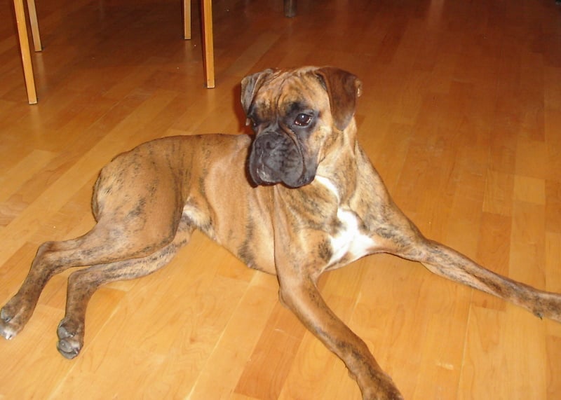 Altess des Gardiens de talleyrand