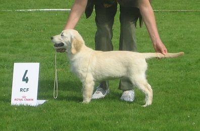 Jingle bells de Hareswith - 1er Excellent, Meilleur Jeune