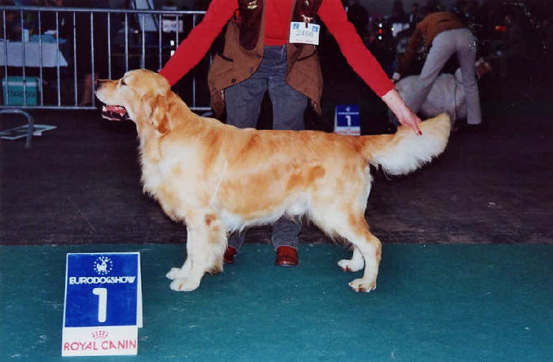 CH. Amilone the laird de Hareswith - 1er Excellent, RCACIB