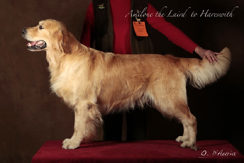 CH. Amilone the laird de Hareswith - 1er Excellent, CACIB