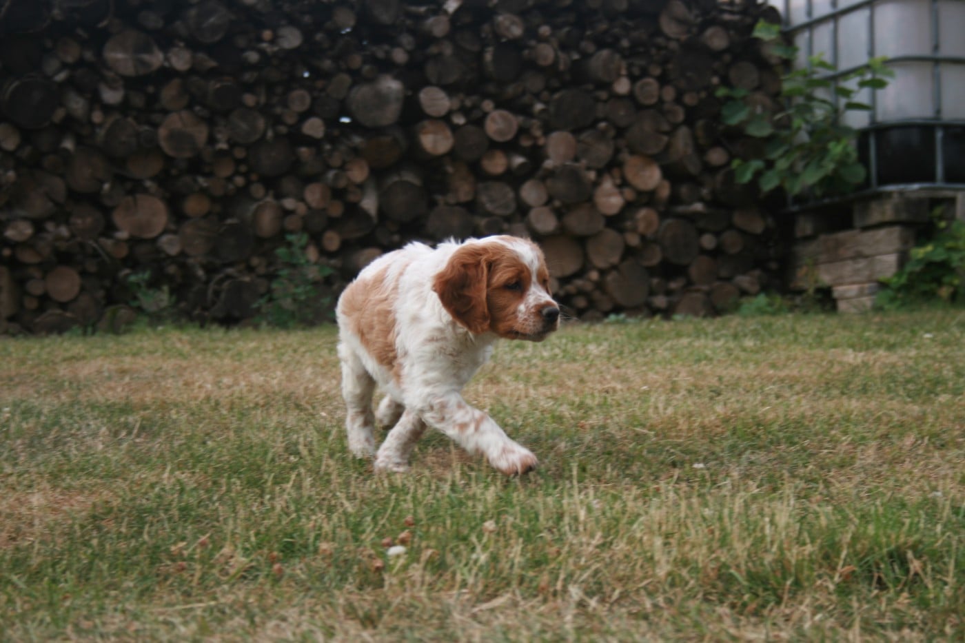 BILLY