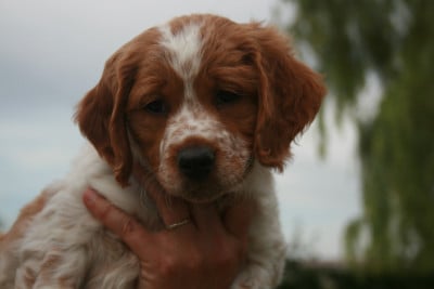 Les chiots de Epagneul Breton