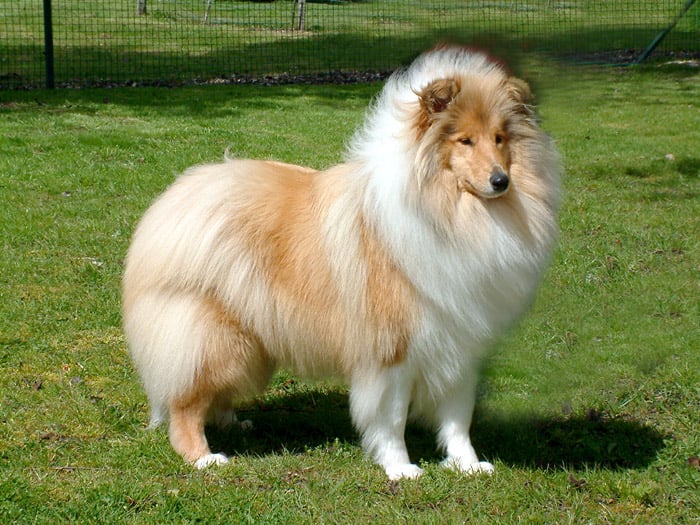 Qualified Princess of lady's dream