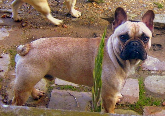 Publication : du Logis de la Caillaudie