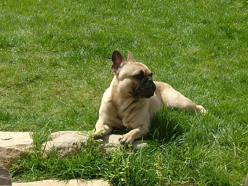 Publication : du Logis de la Caillaudie