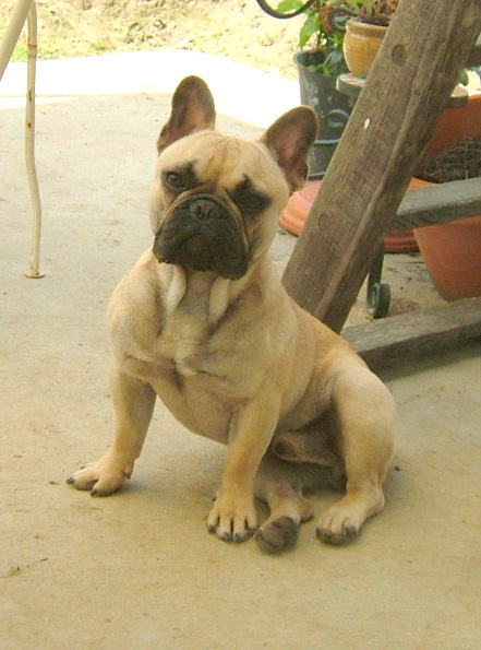 Publication : du Logis de la Caillaudie