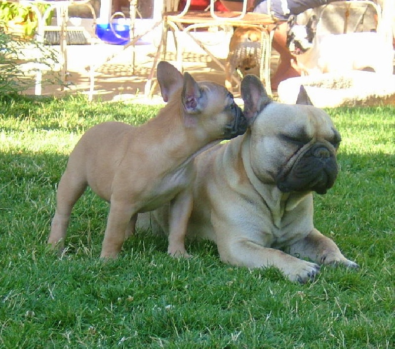 Publication : du Logis de la Caillaudie